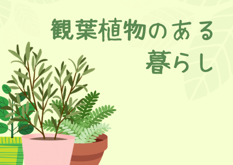 観葉植物のある暮らし